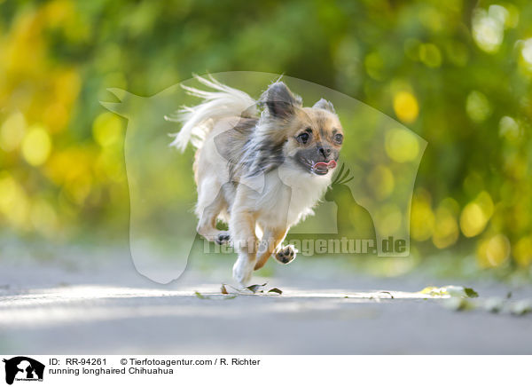 running longhaired Chihuahua / RR-94261