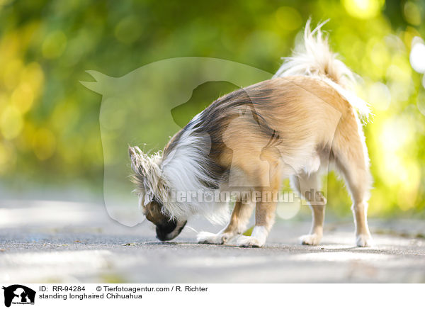 stehender Langhaarchihuahua / standing longhaired Chihuahua / RR-94284