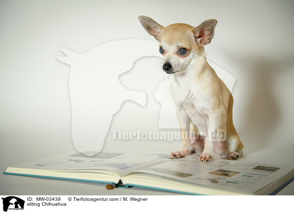 sitzender Chihuahua / sitting Chihuahua / MW-03439