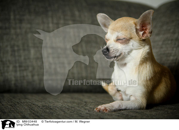 liegender Chihuahua / lying Chihuahua / MW-03448