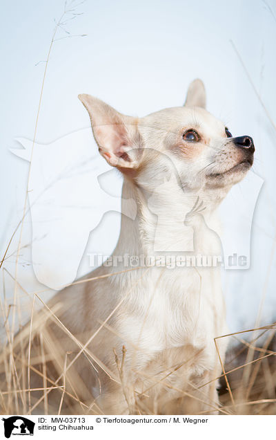 sitting Chihuahua / MW-03713