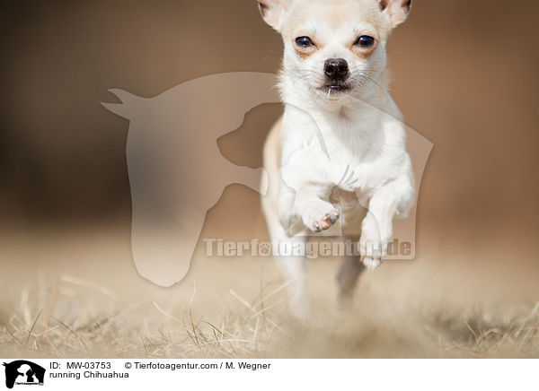 rennender Chihuahua / running Chihuahua / MW-03753