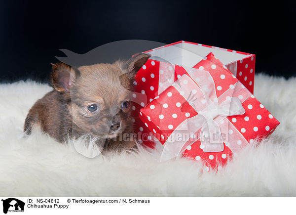 Chihuahua Puppy / NS-04812