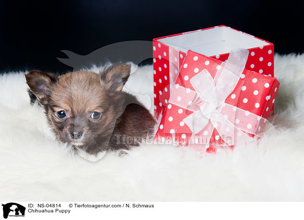 Chihuahua Welpe / Chihuahua Puppy / NS-04814