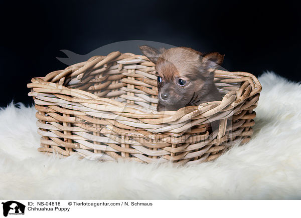 Chihuahua Welpe / Chihuahua Puppy / NS-04818