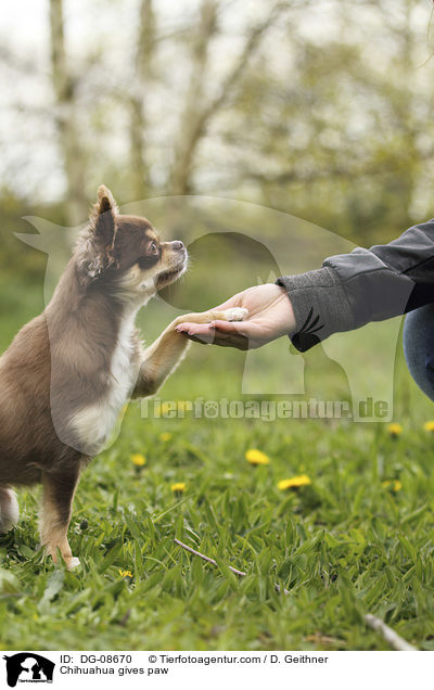 Chihuahua gibt Pftchen / Chihuahua gives paw / DG-08670