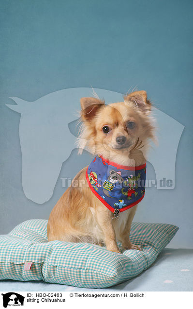 sitzender Chihuahua / sitting Chihuahua / HBO-02463