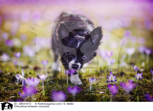 Chihuahua zwischen Krokussen / Chihuahua between crocuses / SM-01013