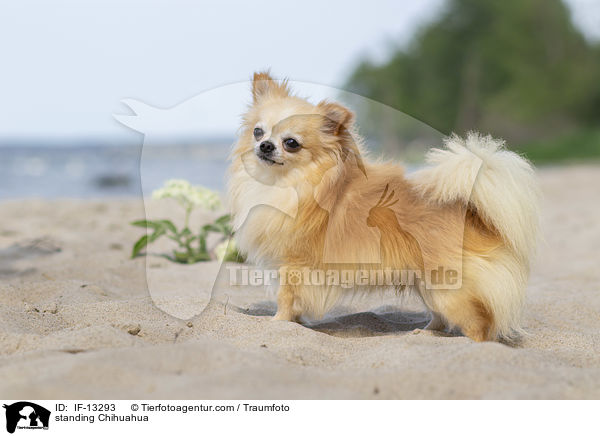 stehender Chihuahua / standing Chihuahua / IF-13293