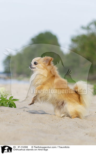 Chihuahua steht auf Hinterbeinen / Chihuahua stands on hind legs / IF-13298