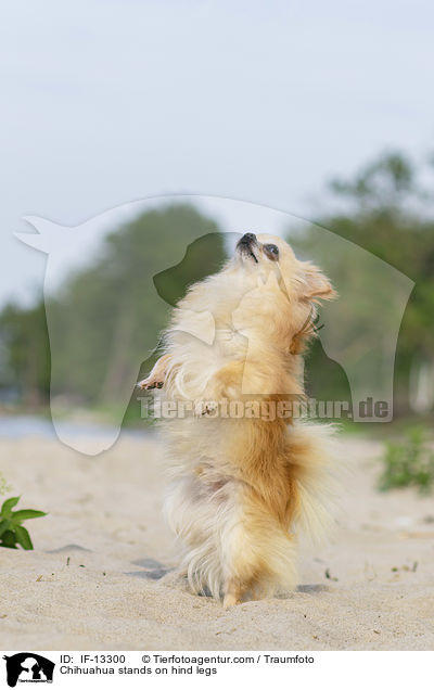 Chihuahua steht auf Hinterbeinen / Chihuahua stands on hind legs / IF-13300