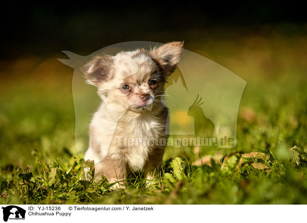 Chihuahua Welpe / Chihuahua Puppy / YJ-15236