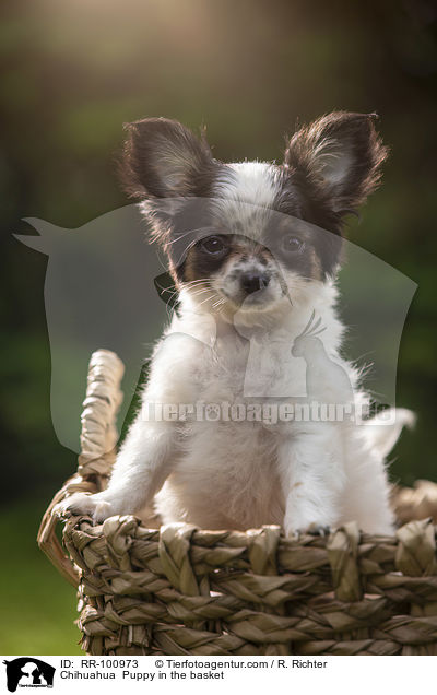 Chihuahua Welpe im Krbchen / Chihuahua  Puppy in the basket / RR-100973