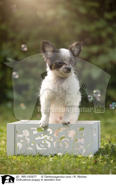 Chihuahua Welpe in Holzkiste / Chihuahua puppy in wooden box / RR-100977