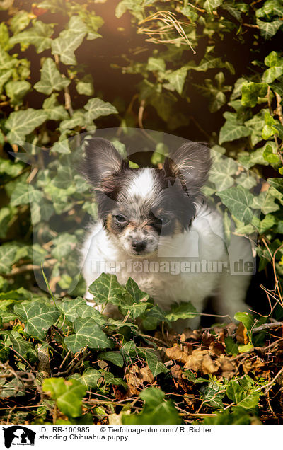 stehender Chihuahua Welpe / standing Chihuahua puppy / RR-100985