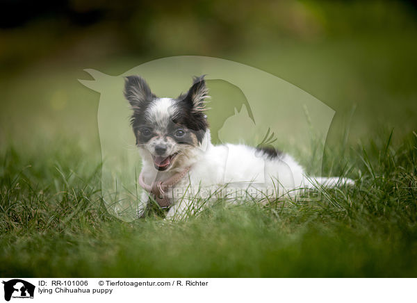 liegender Chihuahua Welpe / lying Chihuahua puppy / RR-101006