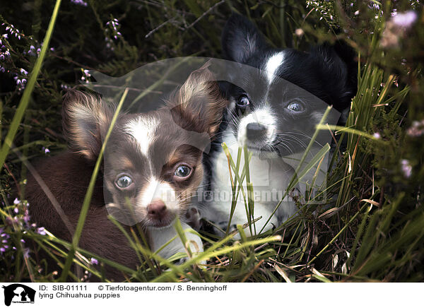 liegende Chihuahua Welpen / lying Chihuahua puppies / SIB-01111