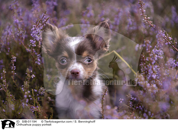 Chihuahua Welpe Portrait / Chihuahua puppy portrait / SIB-01194