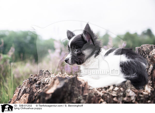 liegender Chihuahua Welpe / lying Chihuahua puppy / SIB-01202