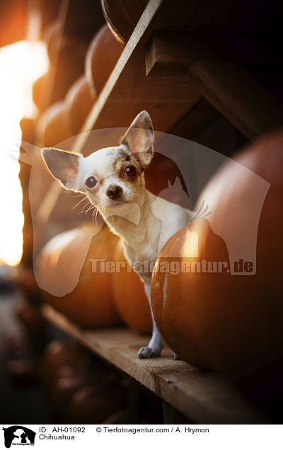 Chihuahua / Chihuahua / AH-01092