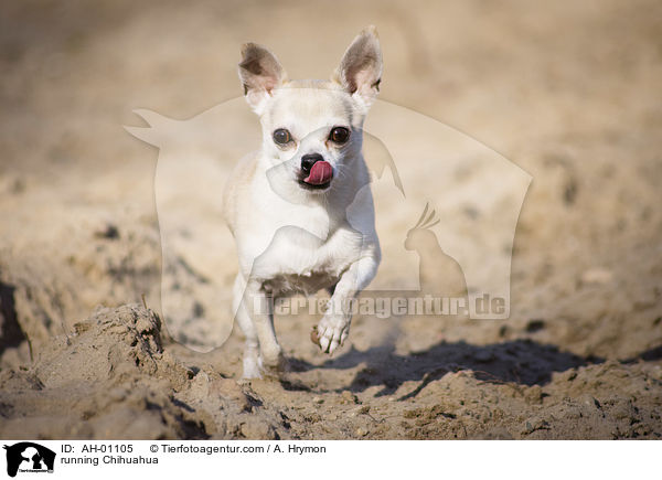 rennender Chihuahua / running Chihuahua / AH-01105