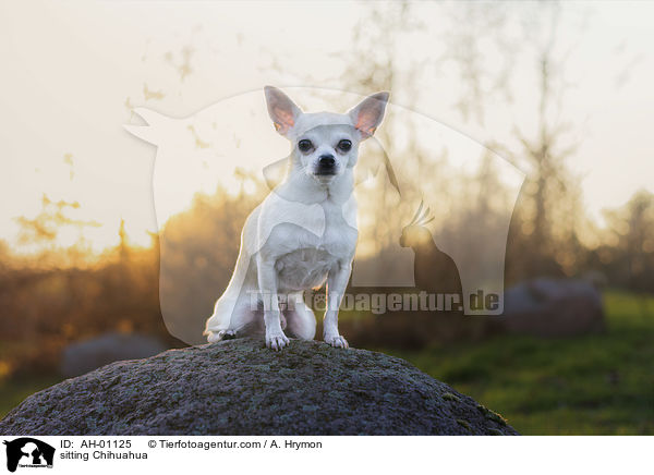 sitzender Chihuahua / sitting Chihuahua / AH-01125