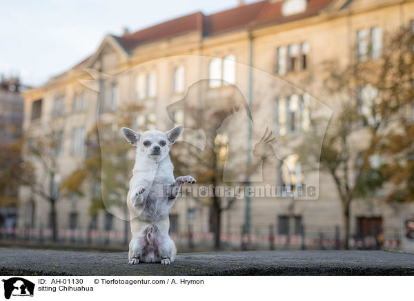 sitzender Chihuahua / sitting Chihuahua / AH-01130