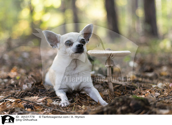 liegender Chihuahua / lying Chihuahua / AH-01778