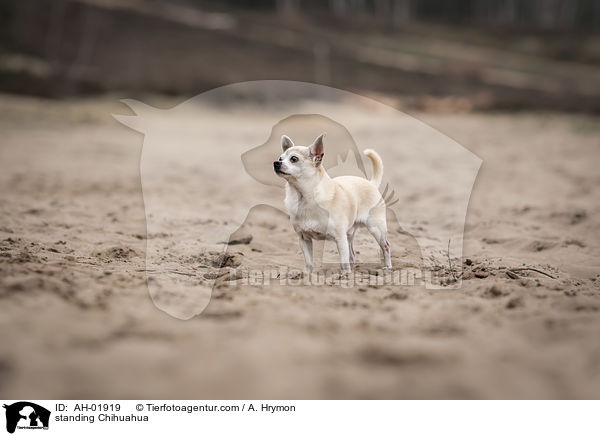 stehender Chihuahua / standing Chihuahua / AH-01919