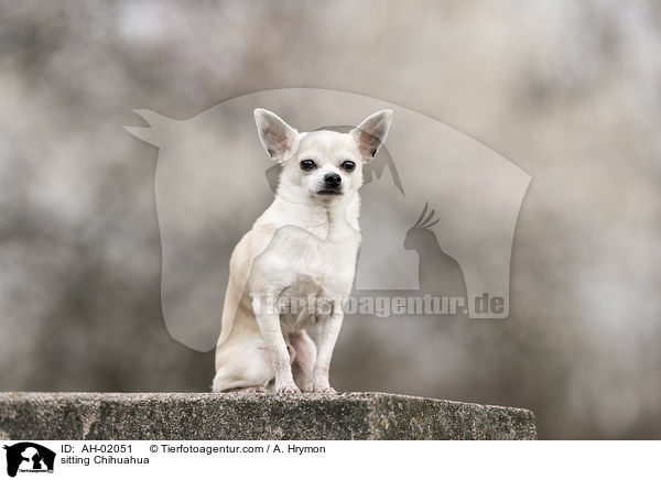 sitzender Chihuahua / sitting Chihuahua / AH-02051