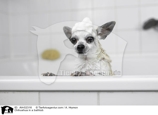 Chihuahua in einer Badewanne / Chihuahua in a bathtub / AH-02316