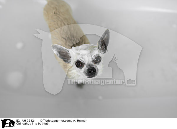 Chihuahua in einer Badewanne / Chihuahua in a bathtub / AH-02321