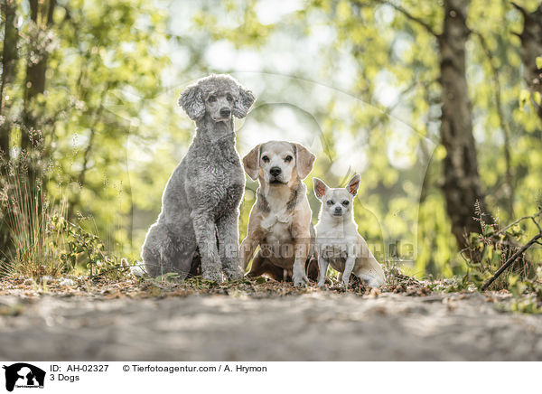 3 Hunde / 3 Dogs / AH-02327