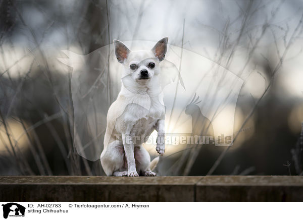 sitzender Chihuahua / sitting Chihuahua / AH-02783