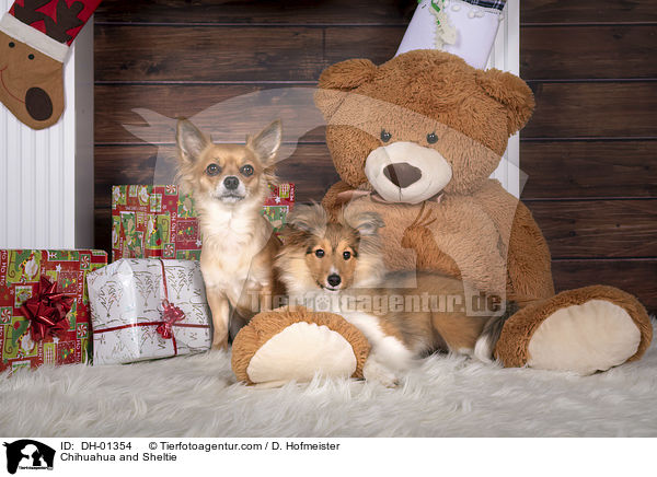 Chihuahua und Sheltie / Chihuahua and Sheltie / DH-01354