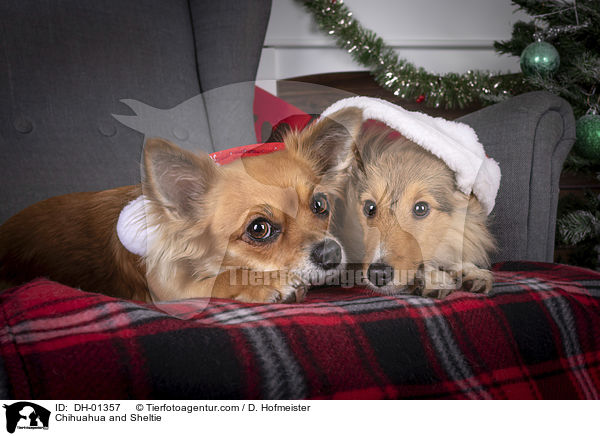 Chihuahua und Sheltie / Chihuahua and Sheltie / DH-01357