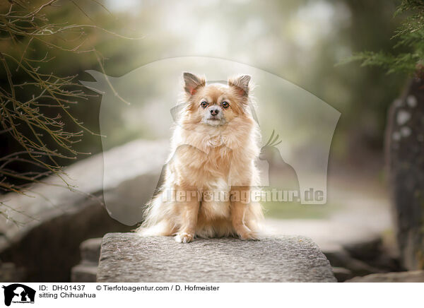 sitzender Chihuahua / sitting Chihuahua / DH-01437