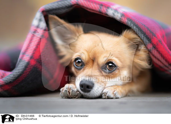 liegender Chihuahua / lying Chihuahua / DH-01466