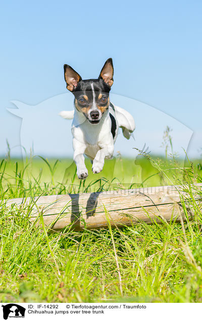 Chihuahua springt ber Baumstamm / Chihuahua jumps over tree trunk / IF-14292