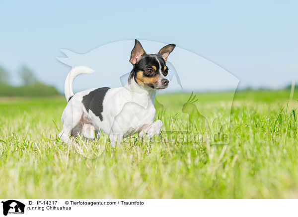 rennender Chihuahua / running Chihuahua / IF-14317