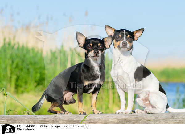 Chihuahuas / Chihuahuas / IF-14361