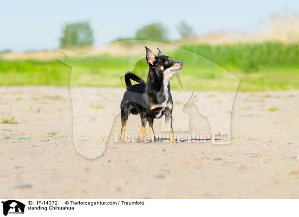 stehender Chihuahua / standing Chihuahua / IF-14372