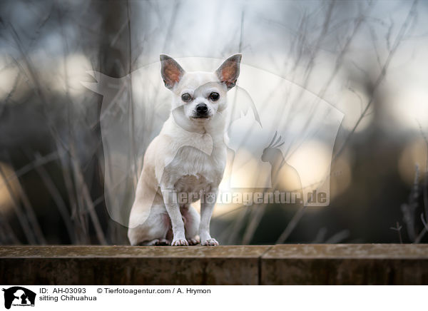 sitzender Chihuahua / sitting Chihuahua / AH-03093