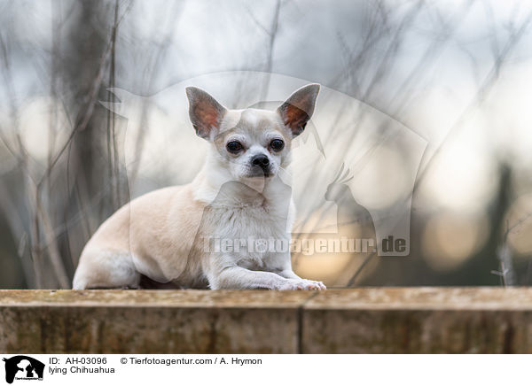 liegender Chihuahua / lying Chihuahua / AH-03096