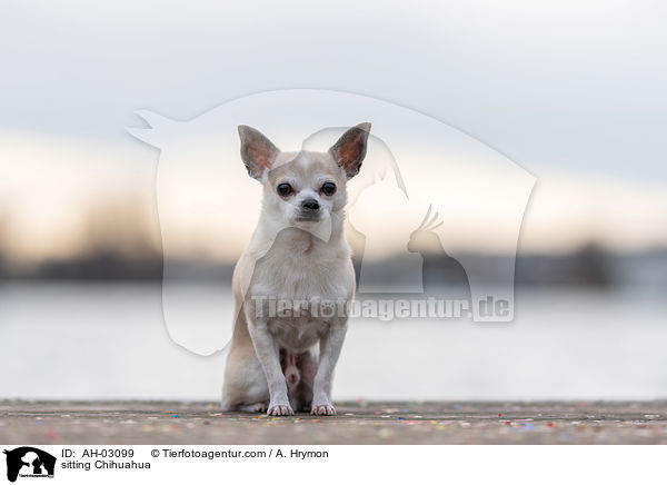 sitzender Chihuahua / sitting Chihuahua / AH-03099