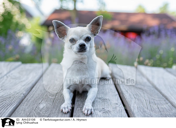 liegender Chihuahua / lying Chihuahua / AH-03106