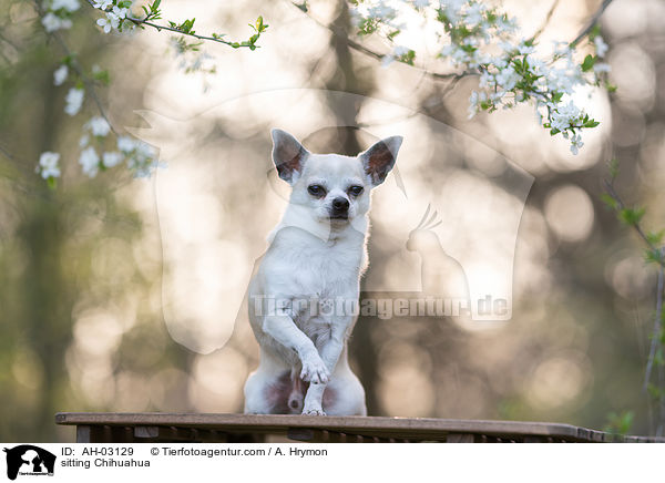 sitzender Chihuahua / sitting Chihuahua / AH-03129