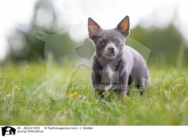 junger Chihuahua / young Chihuahua / JEG-01205