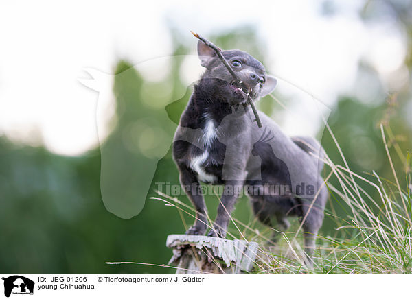 junger Chihuahua / young Chihuahua / JEG-01206