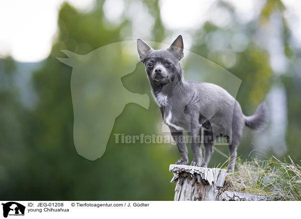 junger Chihuahua / young Chihuahua / JEG-01208